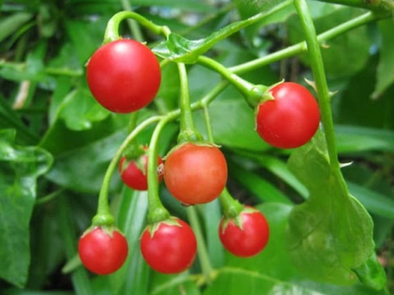 Piros borsópadlizsán - padlizsán - Solanum trilobatum, Solanum trilobatum, padlizsán